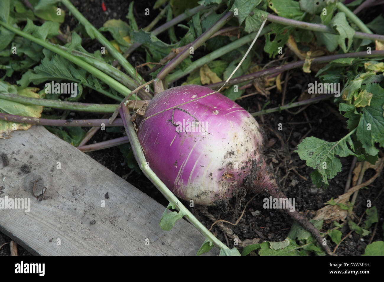 Brassica rapa 'Purple Top Milan' de navet racine mature Banque D'Images