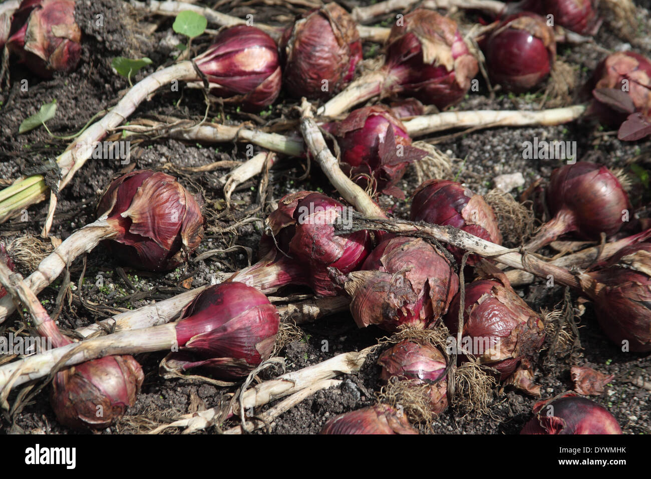 Allium cepa oignon rouge 'Electric' près de l'ampoule jusqu'à maturité Banque D'Images