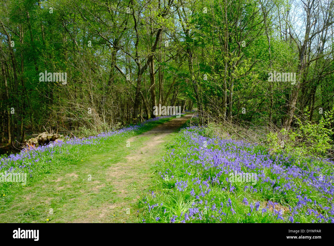 Chemin à travers Bluebell Woods UK Printemps Haut Brede Banque D'Images