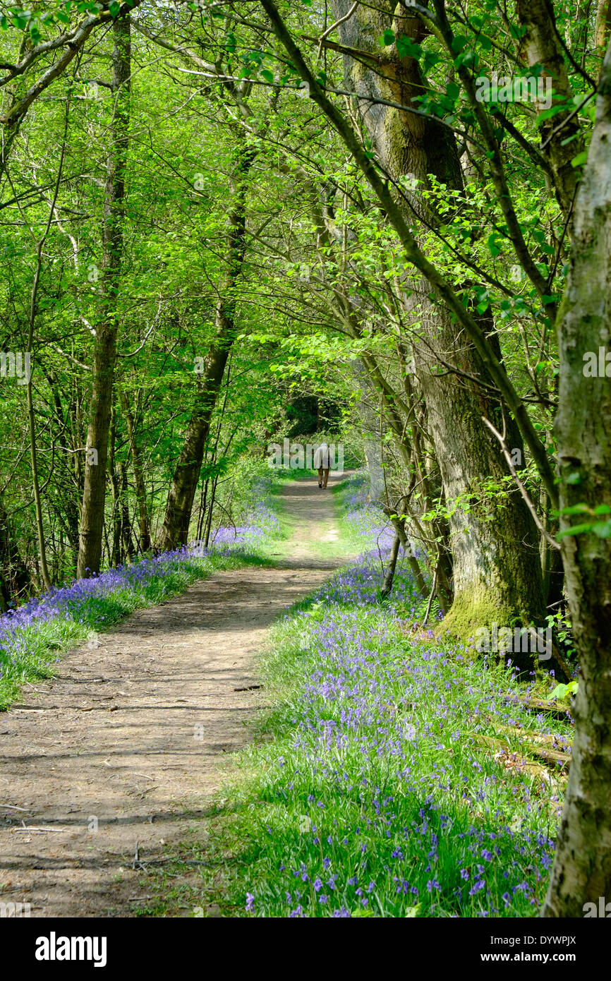 Chemin à travers Bluebell Woods UK Printemps Haut Brede Banque D'Images