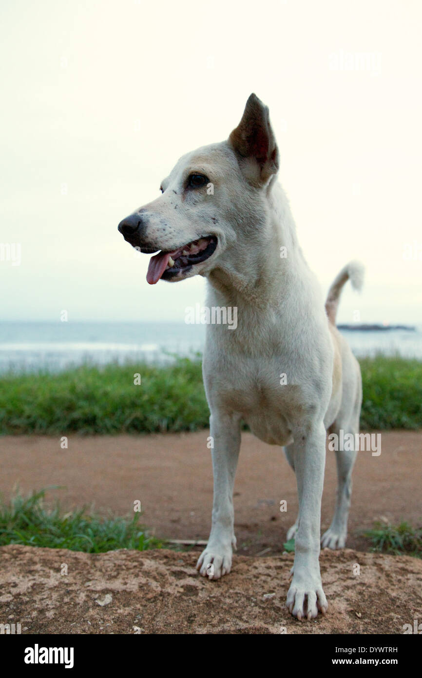 Sri Lanka 2012 tourisme vacances Ceylan Galle Banque D'Images