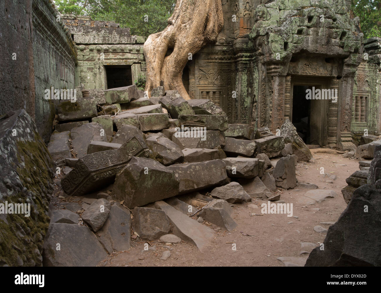 Ta Prohm temple ruine dans la forêt. Siem Reap, Cambodge - à partir de la racine de l'arbre à soie cotton tree ou thitpok Banque D'Images