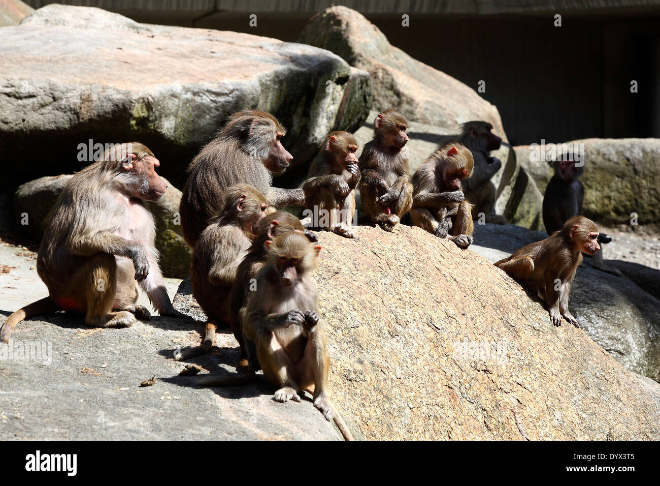 Famille babouin sur un rocher dans le zoo Banque D'Images