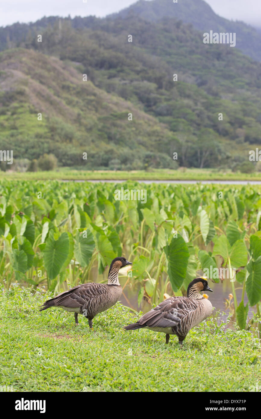 Nene hawaïen Geese (Branta sandvicensis) paire à côté de l'étang de taro dans la vallée de Hanalei sur Kauai, Hawaï Banque D'Images