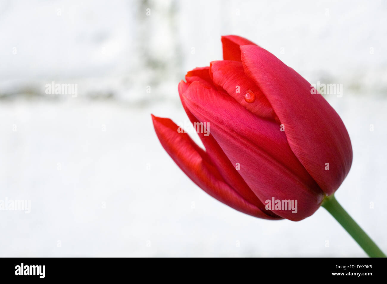 Tulipa 'Impression' rouge contre un vieux mur de briques. Darwin hybride. Banque D'Images