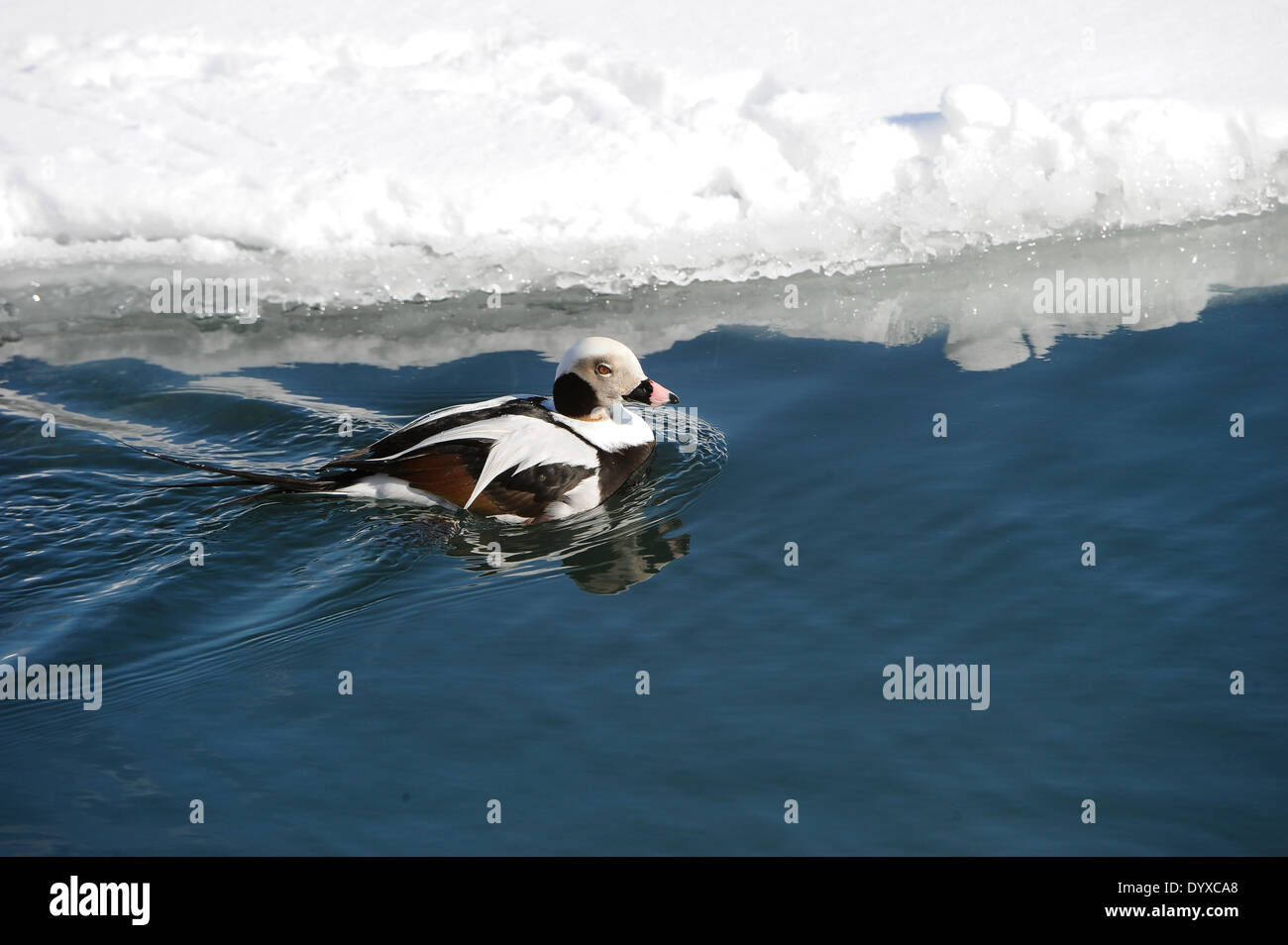 Long-tailed Duck ou Canard kakawi (Clangula hyemalis), le lac Ontario, Toronto , Ontario, Canada Banque D'Images