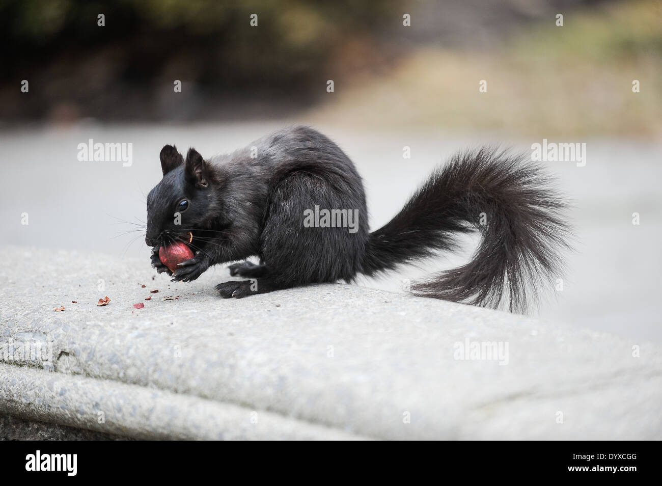 L'écureuil gris ou d'écureuil gris (Sciurus carolinensis) - sous-groupe melanistic se nourrissant de noix dans Toronto park Banque D'Images