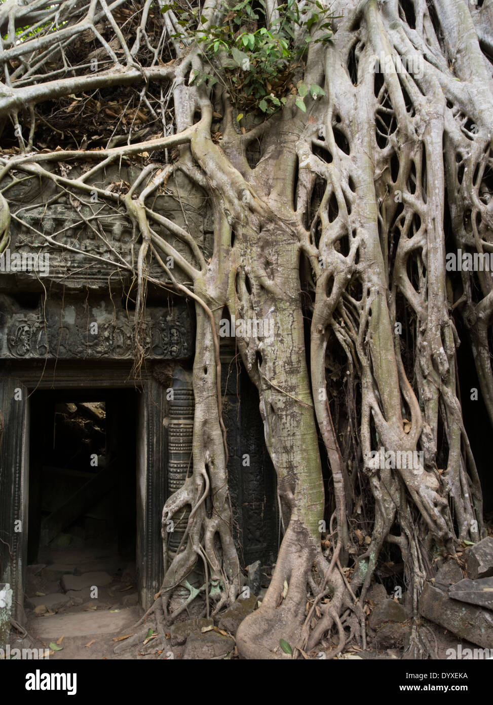 Ta Prohm temple ruine dans la forêt. Siem Reap, Cambodge - à partir de la racine de l'arbre à soie cotton tree ou thitpok - Emplacement de Tomb Raider Banque D'Images