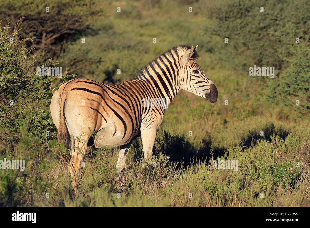 Les plaines (Burchell) zèbres (Equus burchelli) dans l'habitat naturel, l'Afrique du Sud Banque D'Images