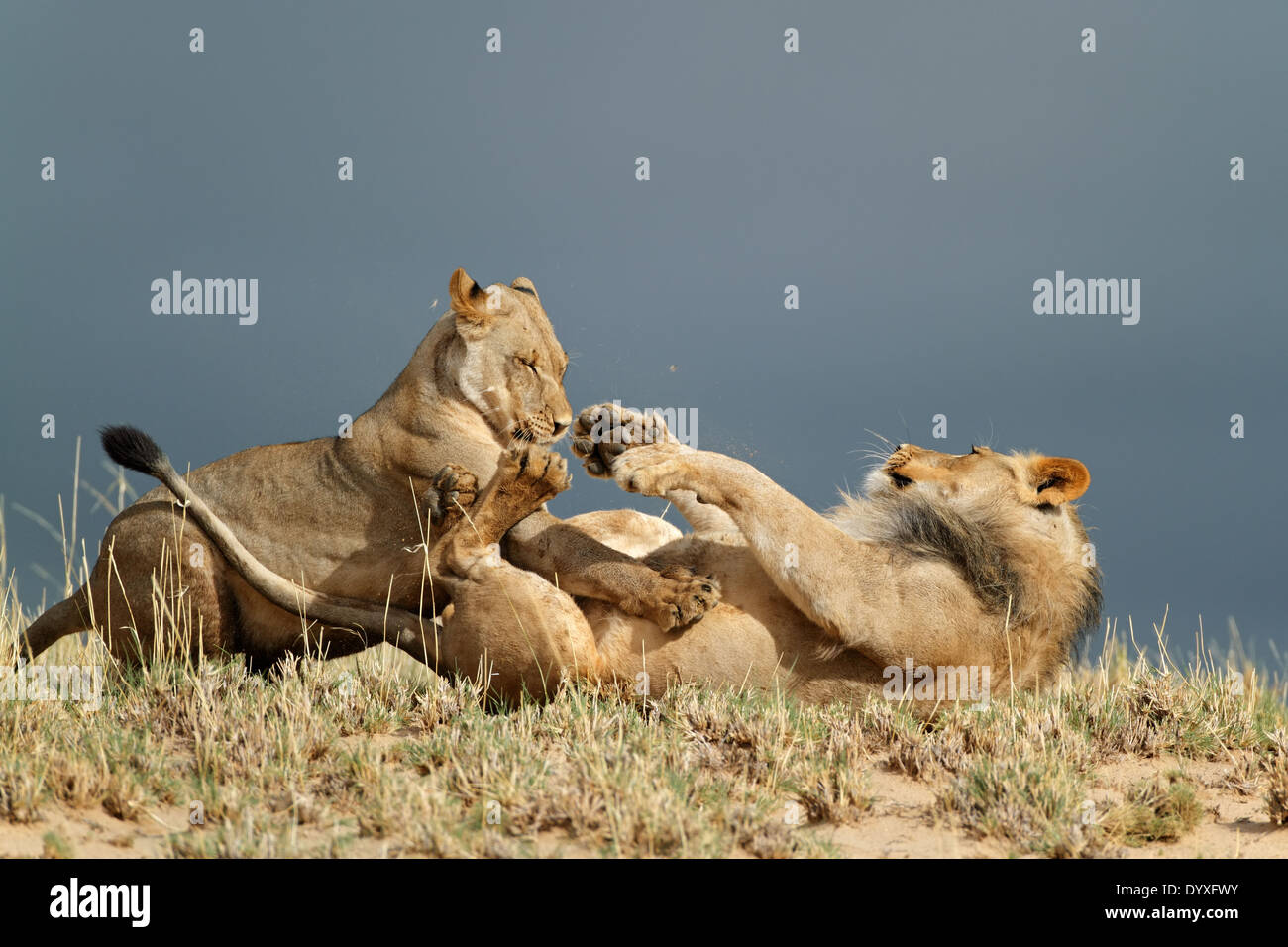 Jeune africain ludique des lions (Panthera leo), désert du Kalahari, Afrique du Sud Banque D'Images