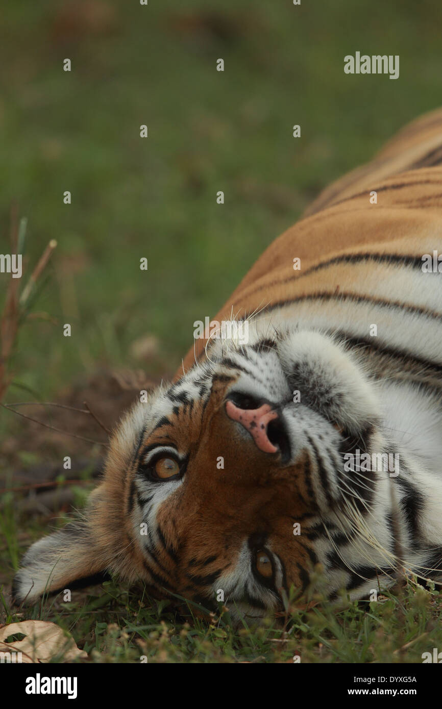 Portrait d'un tigre du Bengale Royal dans Bandhavgarh National Park, Inde Banque D'Images