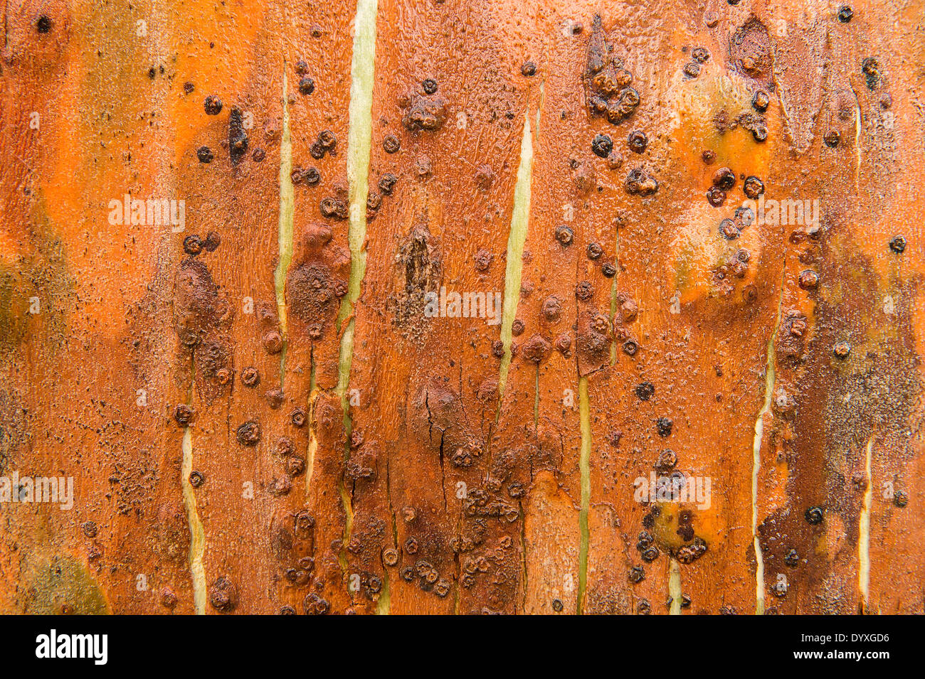 Vue rapprochée de l'écorce d'eucalyptus Banque D'Images