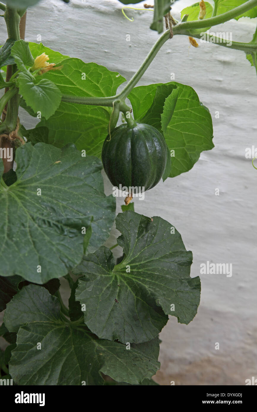 Cucumis melo 'Black Rock' maturation Melon sur vine Banque D'Images