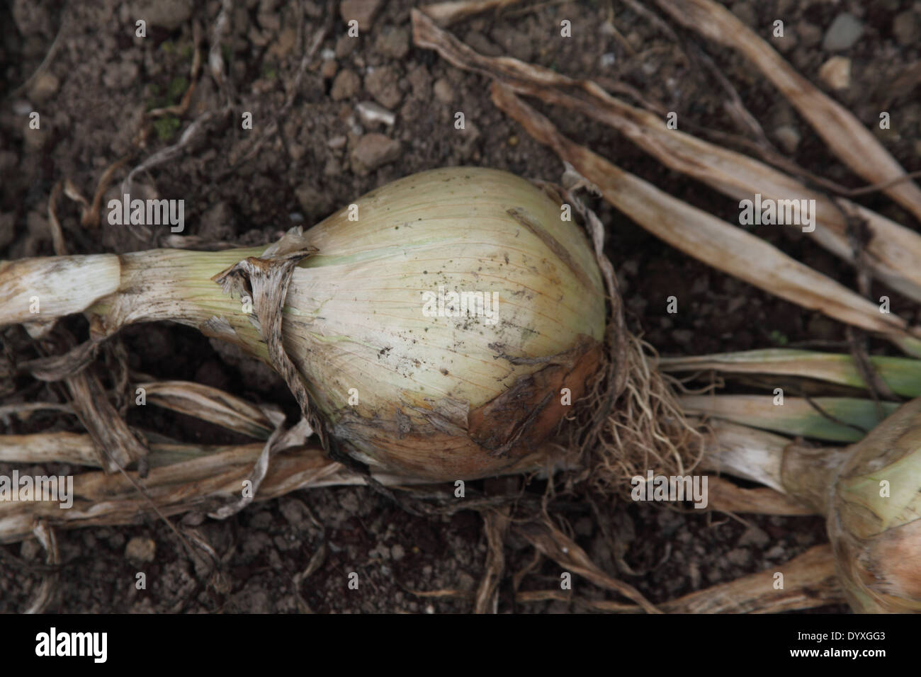 Allium cepa oignon 'Globo' près de l'ampoule jusqu'à maturité Banque D'Images