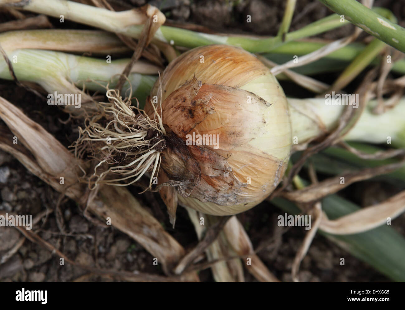 Allium cepa oignon 'Champion' Bedfordshire close up of mature ampoule Banque D'Images