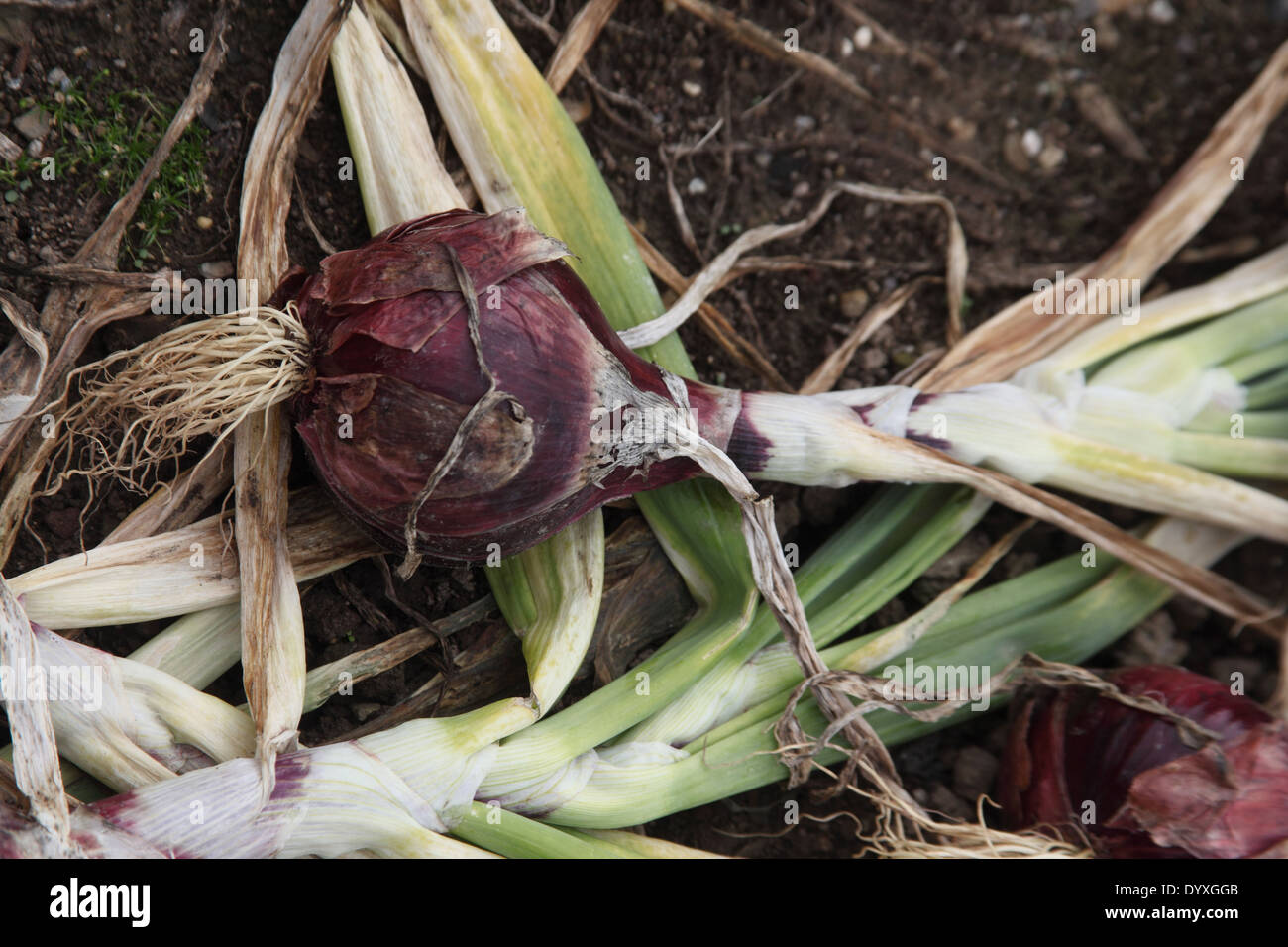 Allium cepa oignon 'Kamal' près de l'ampoule jusqu'à maturité Banque D'Images