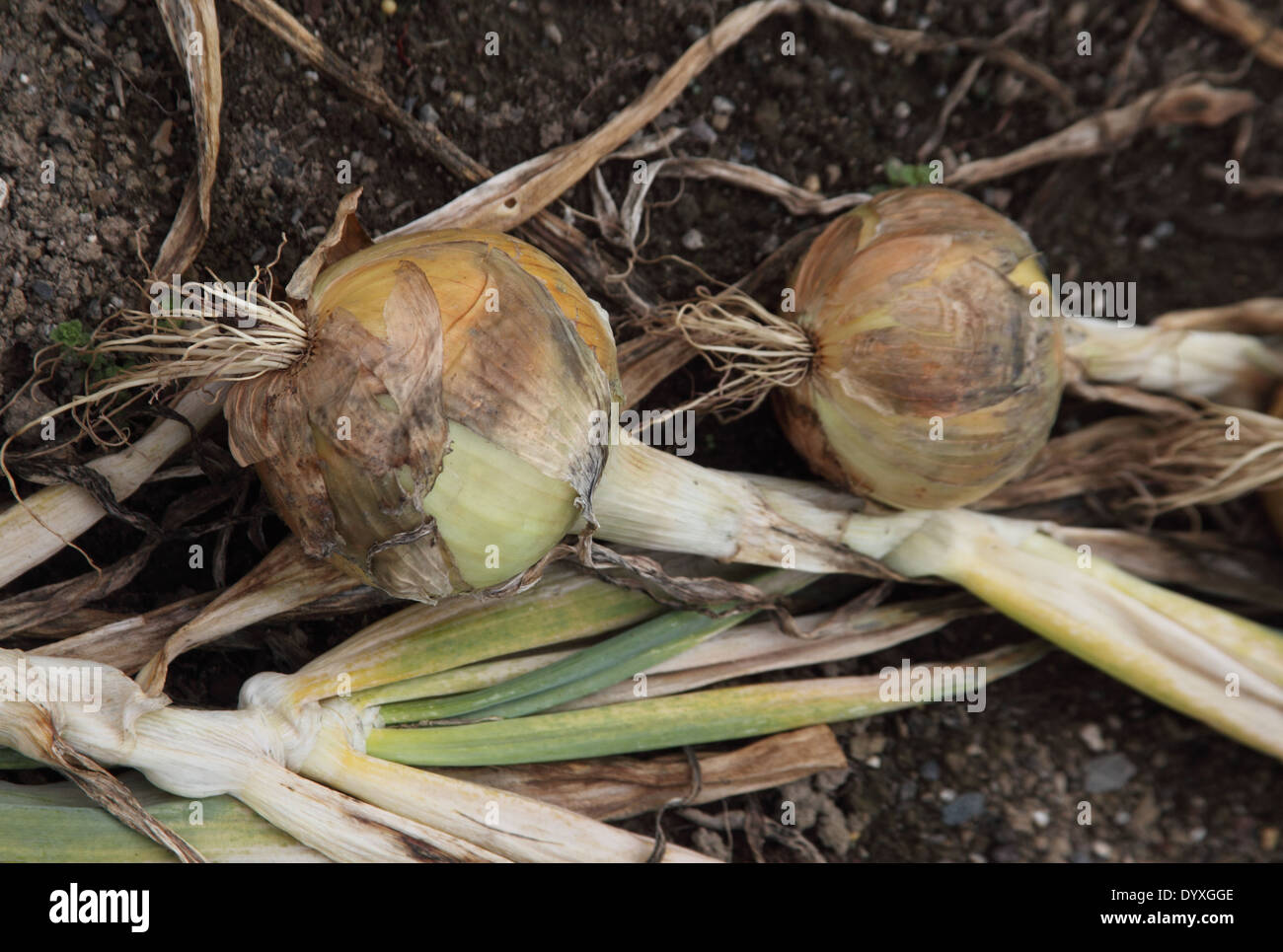 Allium cepa oignon' Hytech 'close up of mature ampoule Banque D'Images