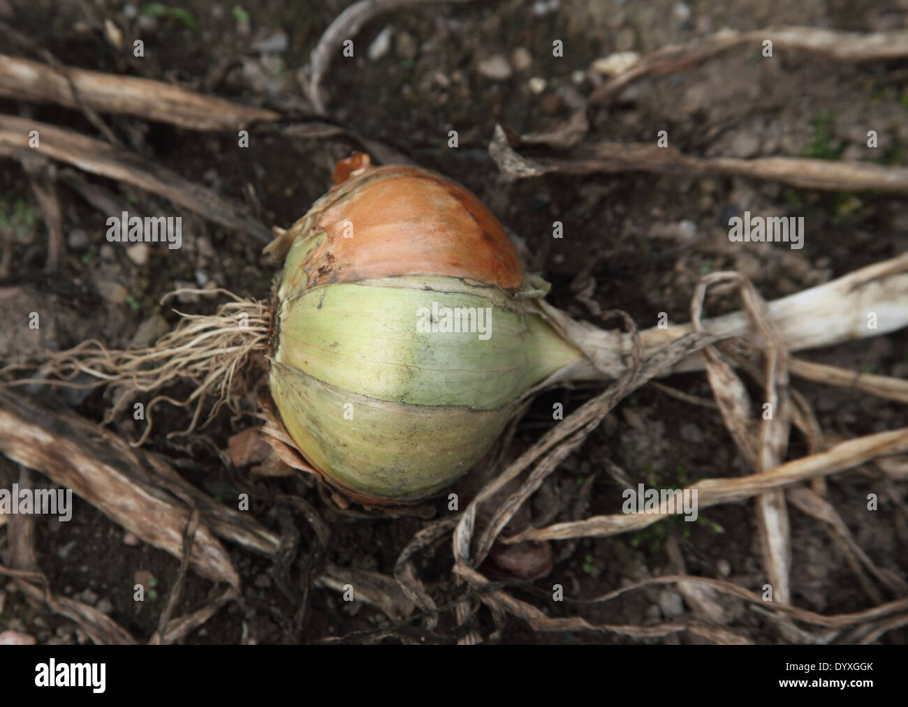 Allium cepa oignon 'Vulcan' près de l'ampoule jusqu'à maturité Banque D'Images