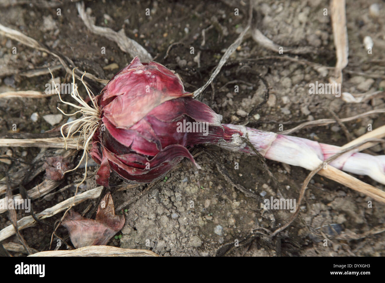 Allium cepa oignon 'Red Barron' près de l'ampoule jusqu'à maturité Banque D'Images