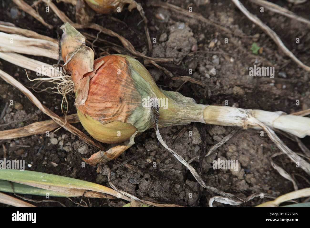 Allium cepa oignon 'Golden Ball' près de l'ampoule jusqu'à maturité Banque D'Images