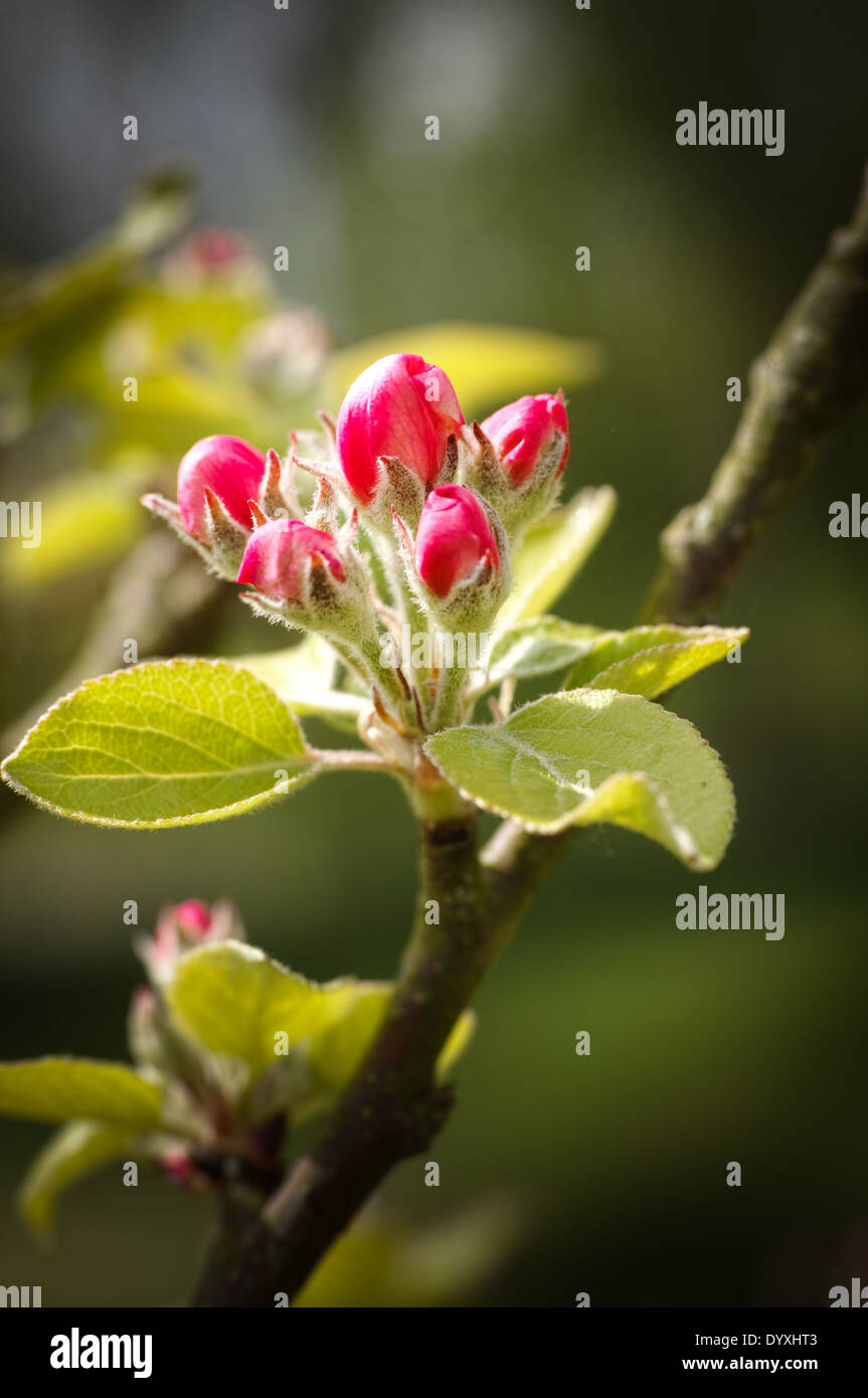 Apple Blossom Banque D'Images
