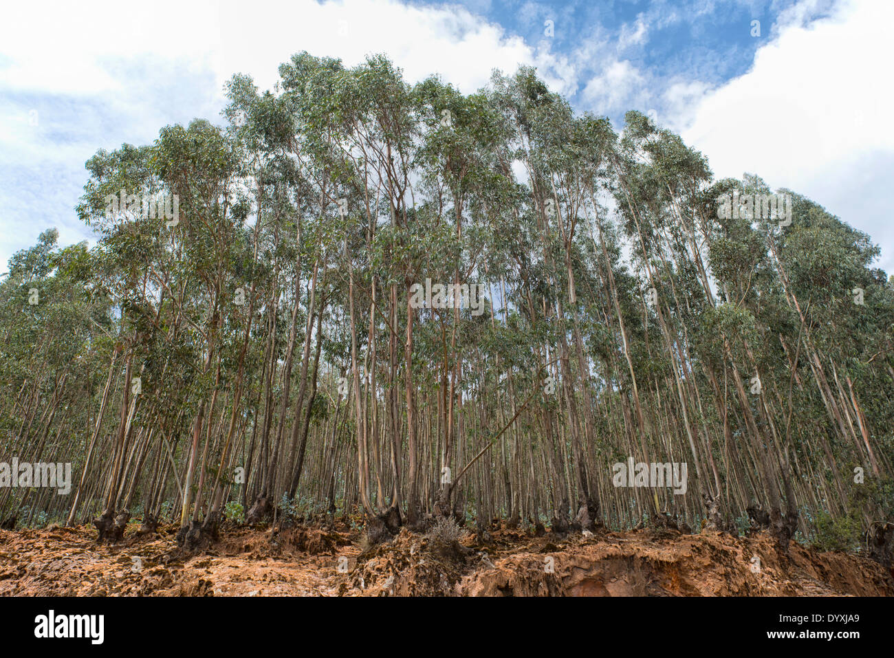 Monter au-dessus des forêts d'Eucalyptus Entoto Addis Abeba, Ethiopie Banque D'Images