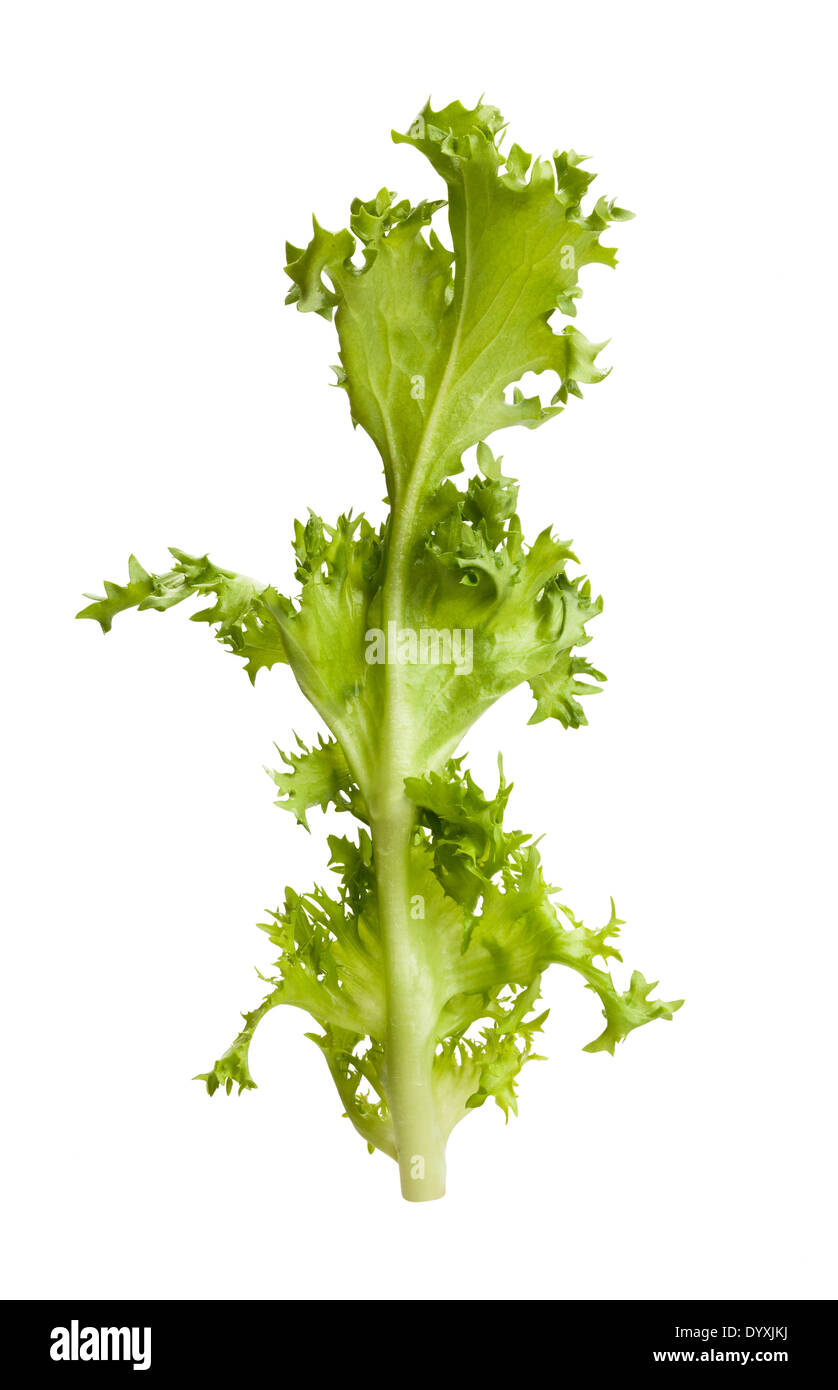 Frisee Lettuce Banque D Image Et Photos Alamy
