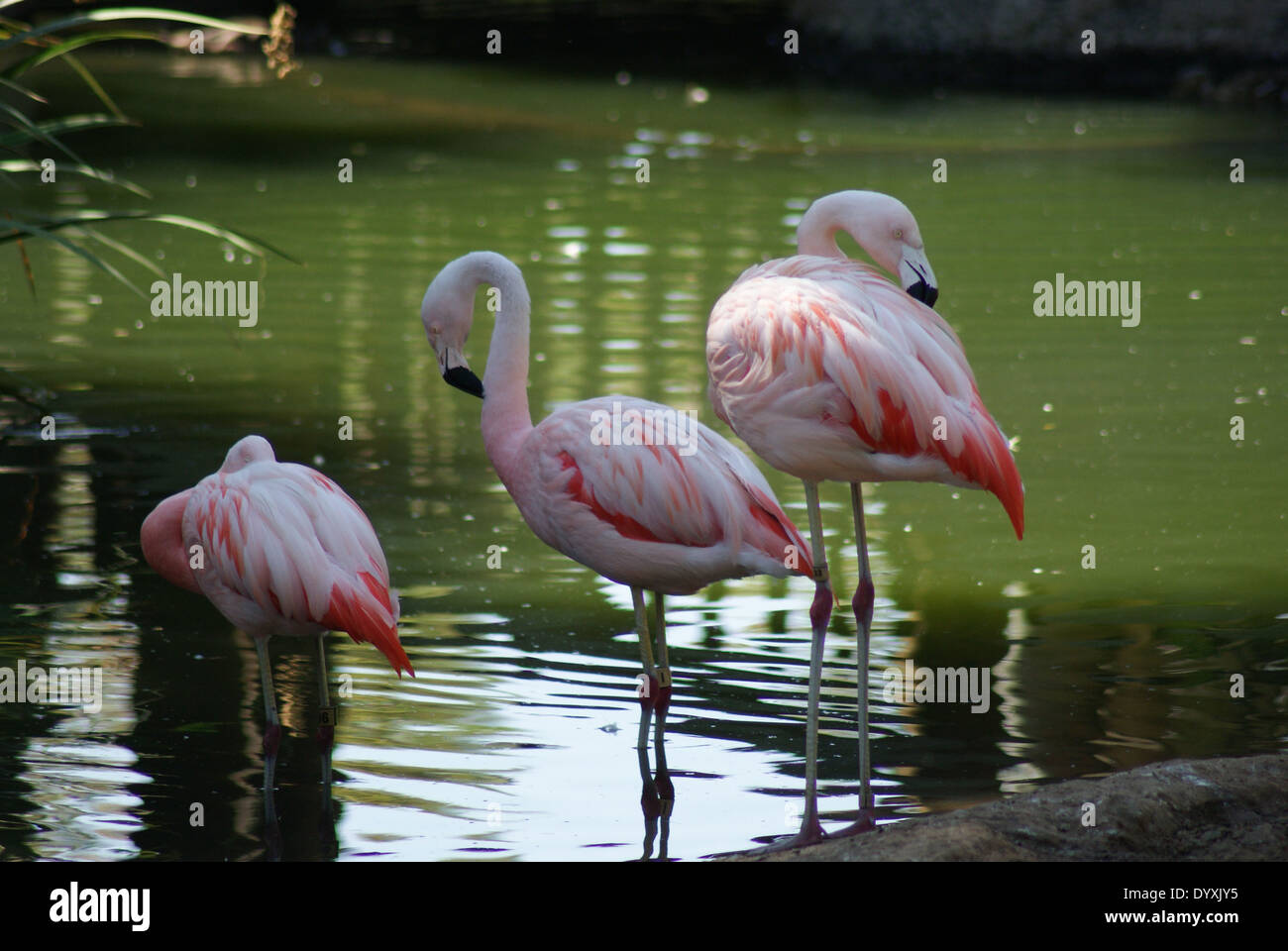 Flamant rose Banque D'Images