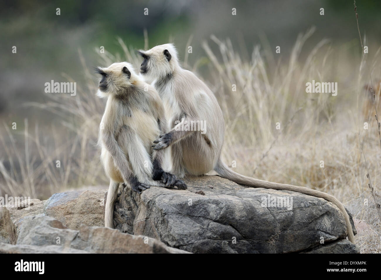 Deux animaux singe Langur Hanuman (Semnopithecus) assis ensemble. Banque D'Images