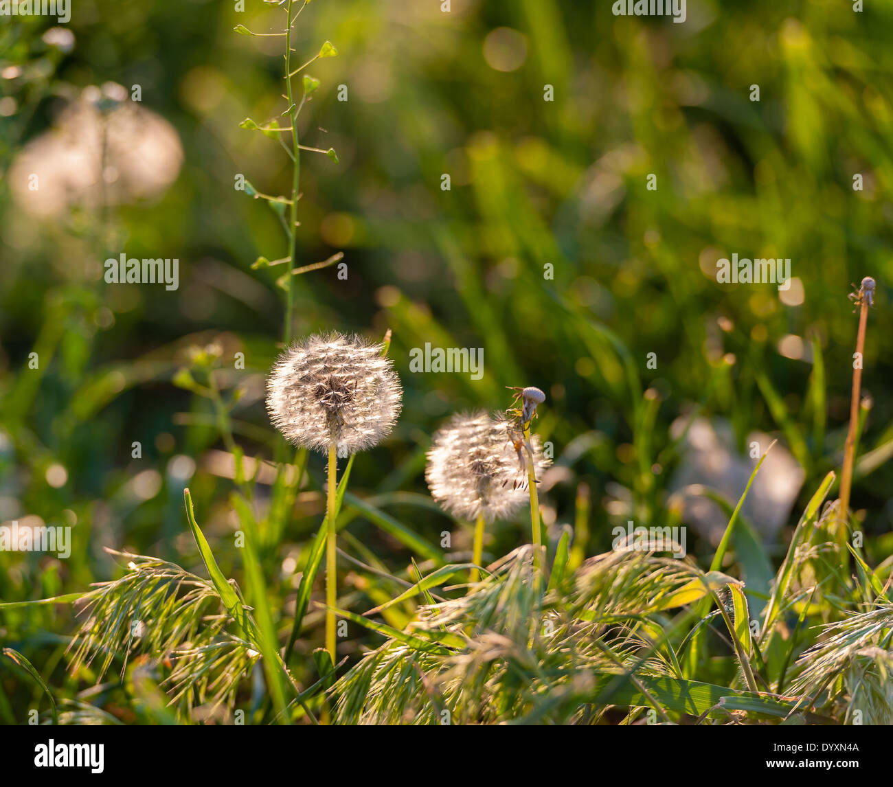 Pissenlit dans lumière du soir Banque D'Images