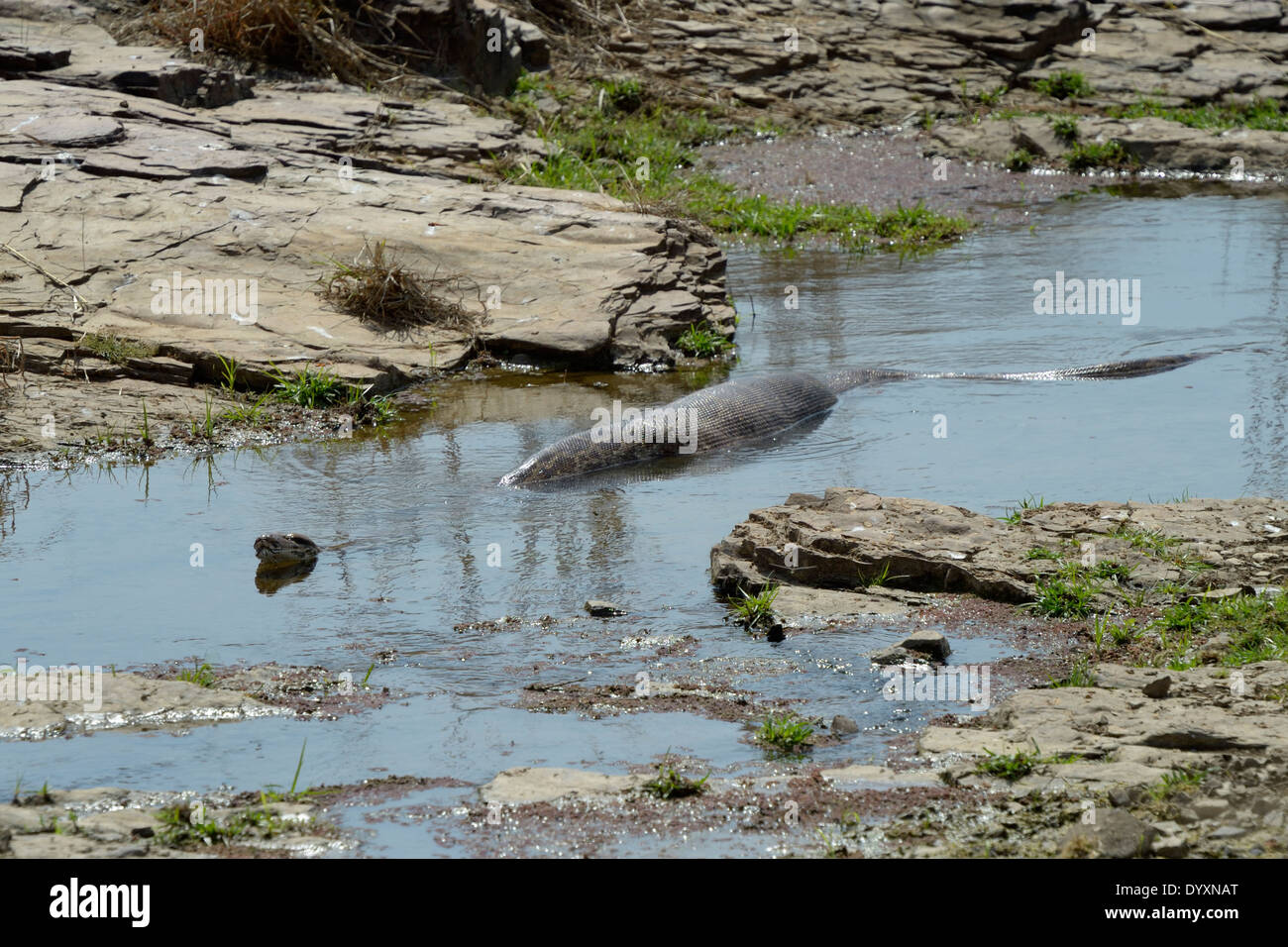 Python (Python molurus) après avoir mangé un cerf tacheté (Axis axis) veau dans l'eau. Banque D'Images