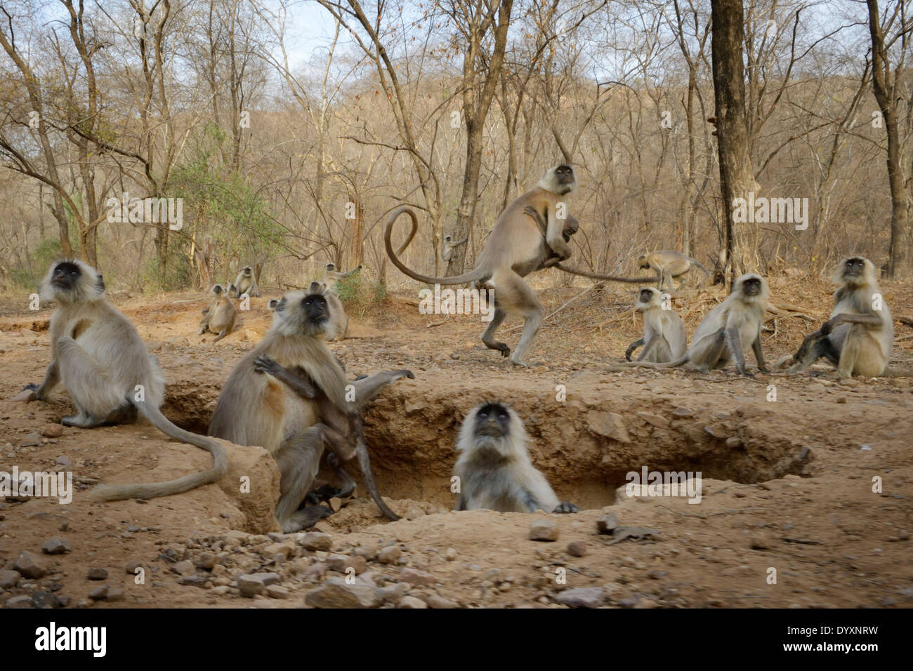 Groupe d'Hanuman langur (Semnopithecus animaux singe) est tout près. Banque D'Images Groupe d'Hanuman langur (Semnopithecus animaux singe) est tout près. Banque D'Images