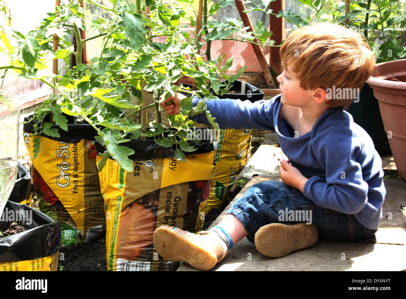 Un petit garçon inspection/à propos de tomates vertes (5 d'une série de 5) Banque D'Images
