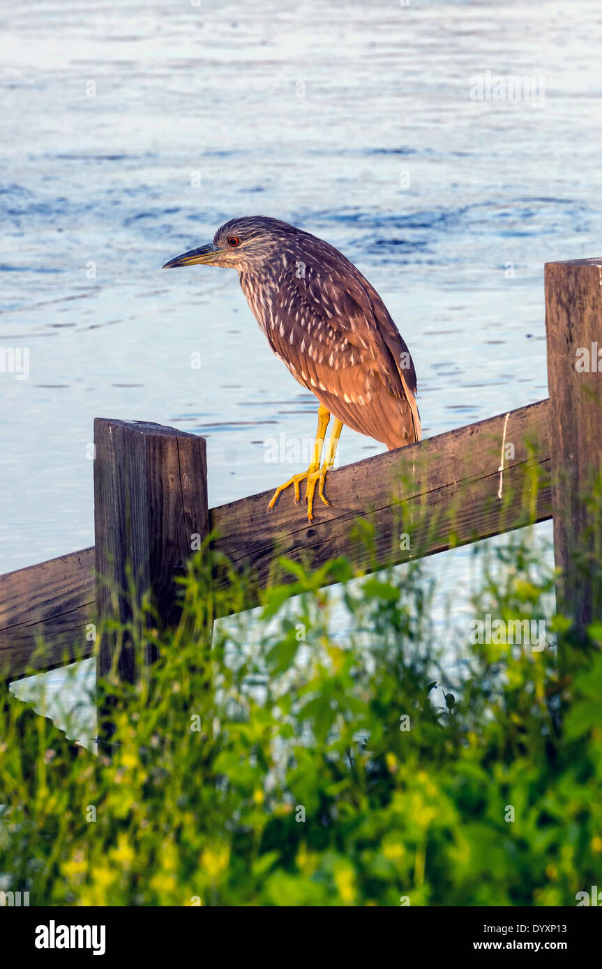 Juvenile héron vert (Butorides virescens) perché sur une balustrade à Payne's Prairie Nature préserver près de Gainesville, Floride, USA Banque D'Images
