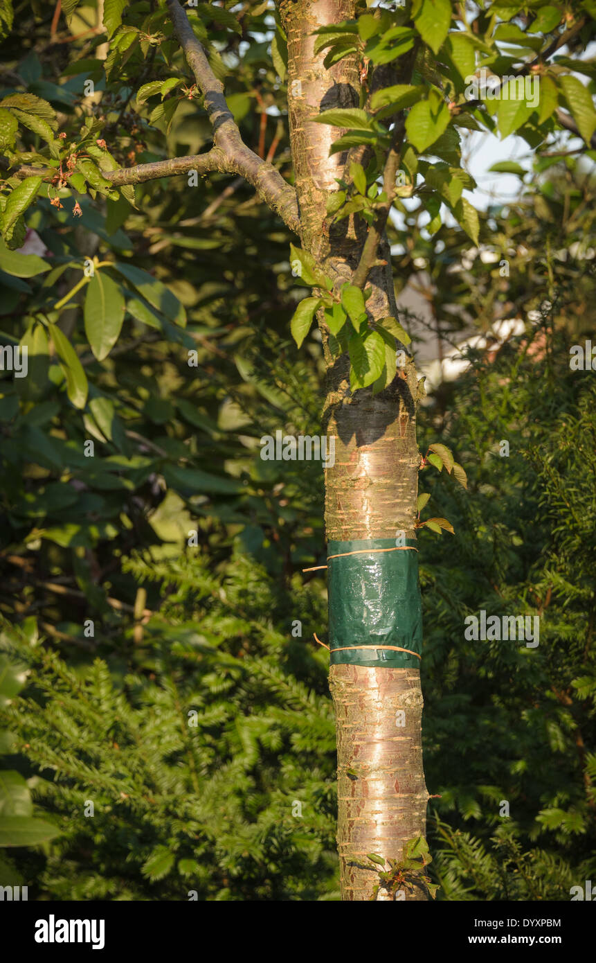 Bande de colle autour du tronc d'un arbre Photo Stock - Alamy