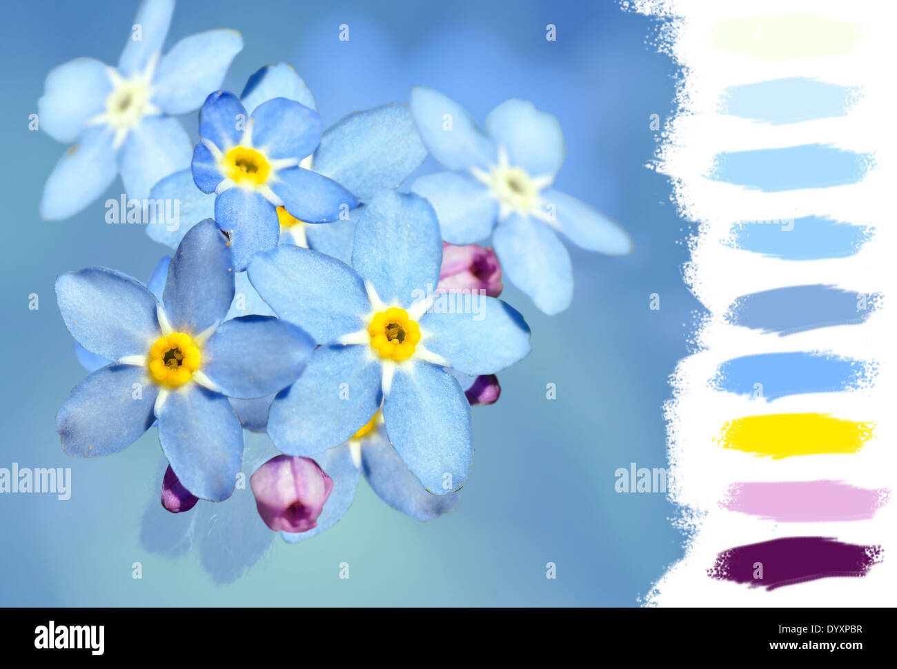 Myosotis, forget-me-not, palette de couleurs fleurs bleu Photo Stock - Alamy