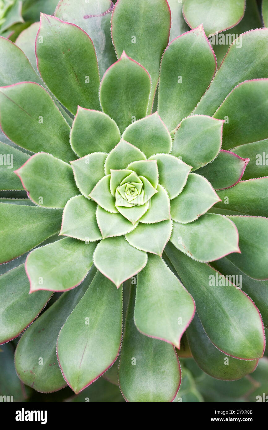 Aeonium haworthii. Aeonium moulinet. Banque D'Images