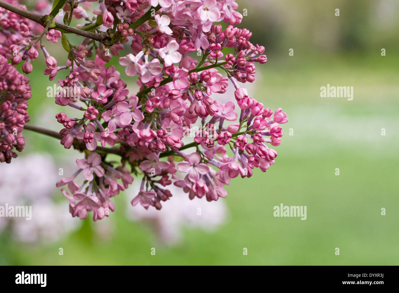 Syringa hyacinthiflora maiden's blush Banque de photographies et d ...