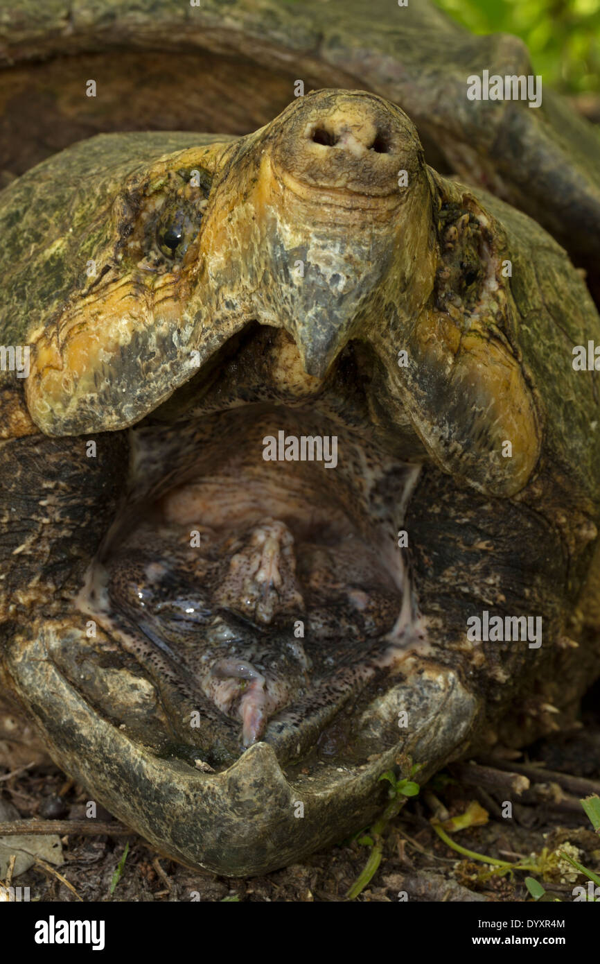 Tortue Alligator (Macrochelys temminckii) est la plus grosse tortue d'eau douce dans le monde basé sur le poids, en Louisiane Banque D'Images