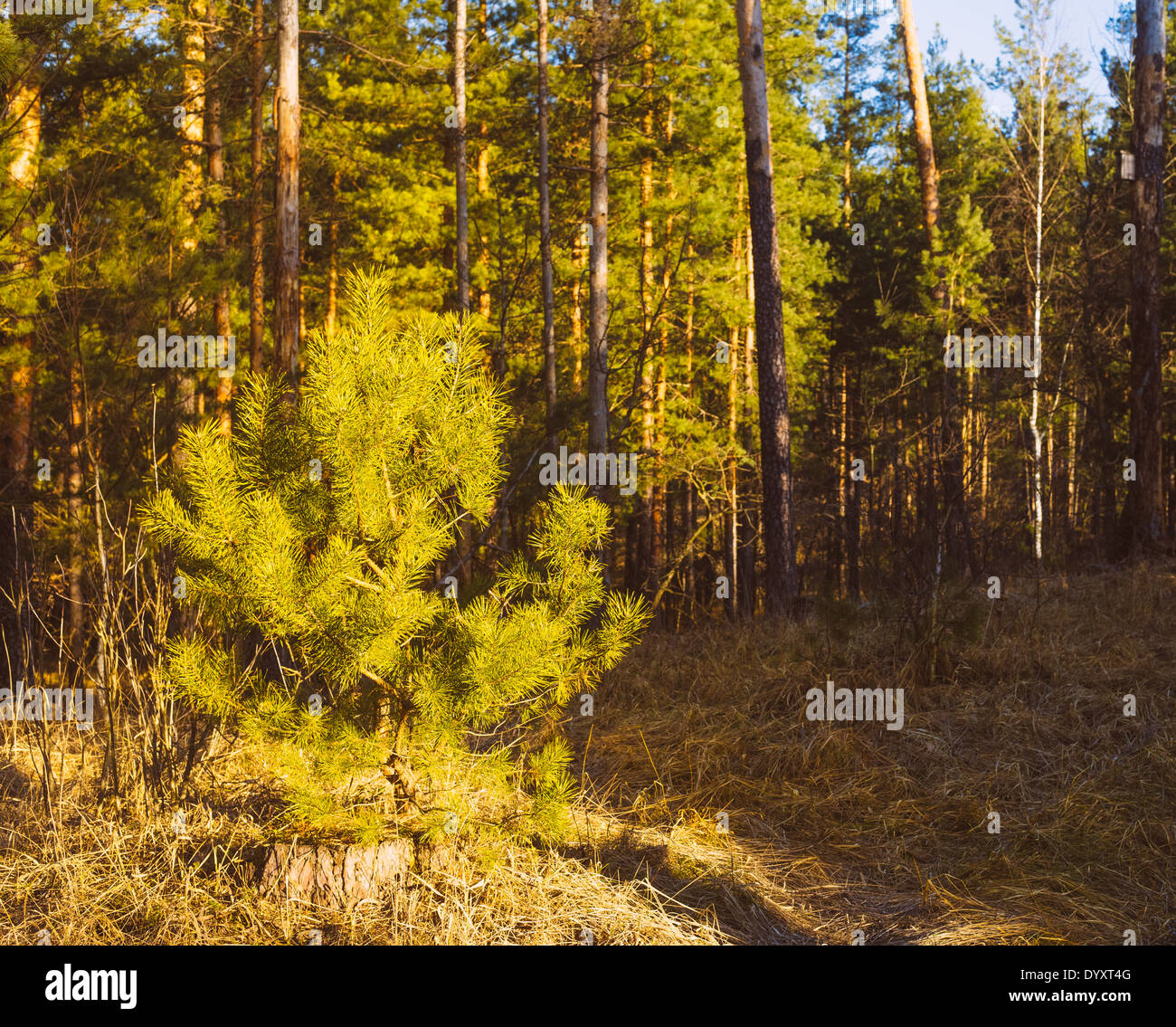 Nature de l'été. Beau paysage. Fond tranquille des arbres dans la forêt du printemps au coucher du soleil Banque D'Images