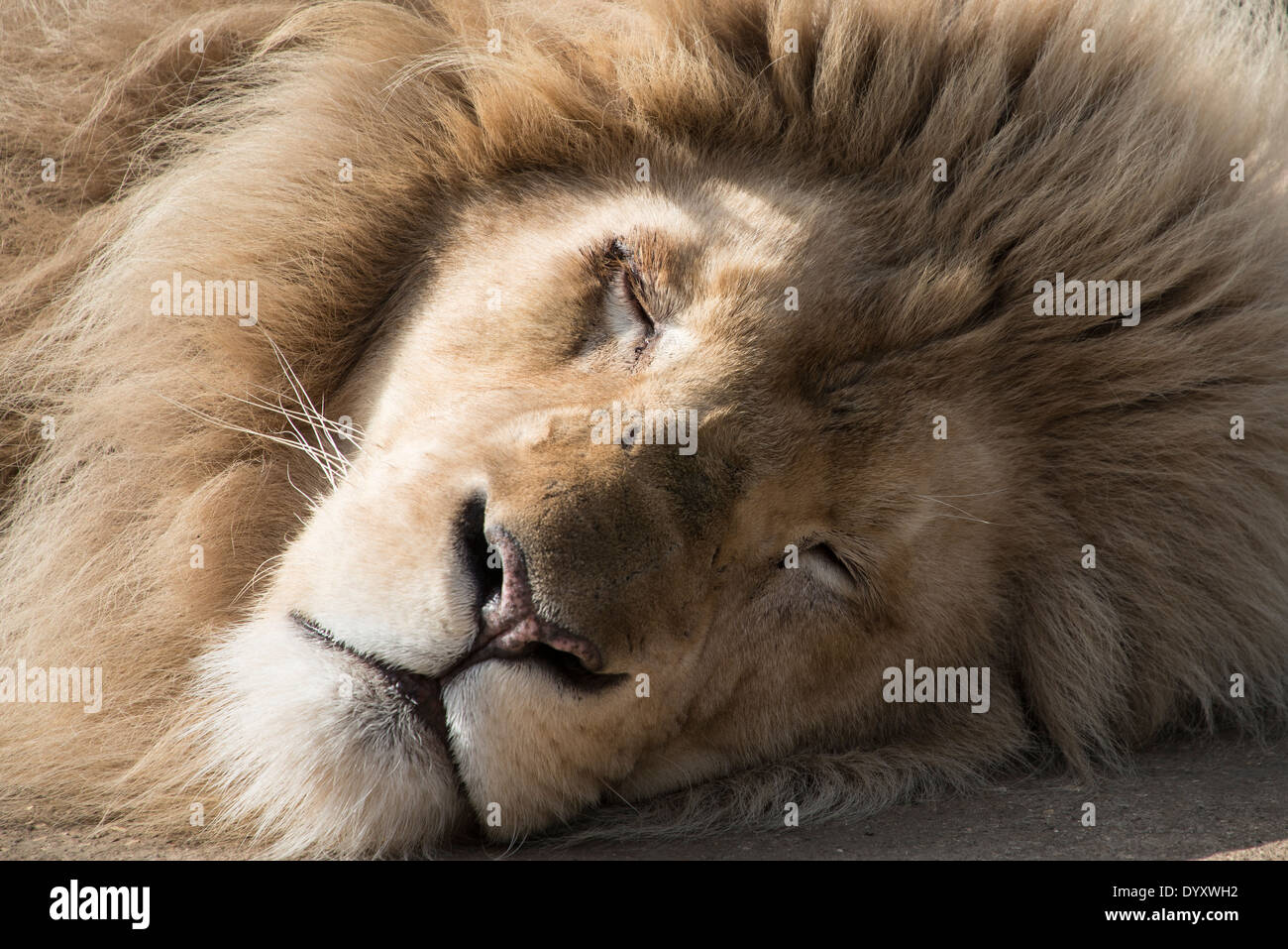 Lion endormi à Sun Banque D'Images