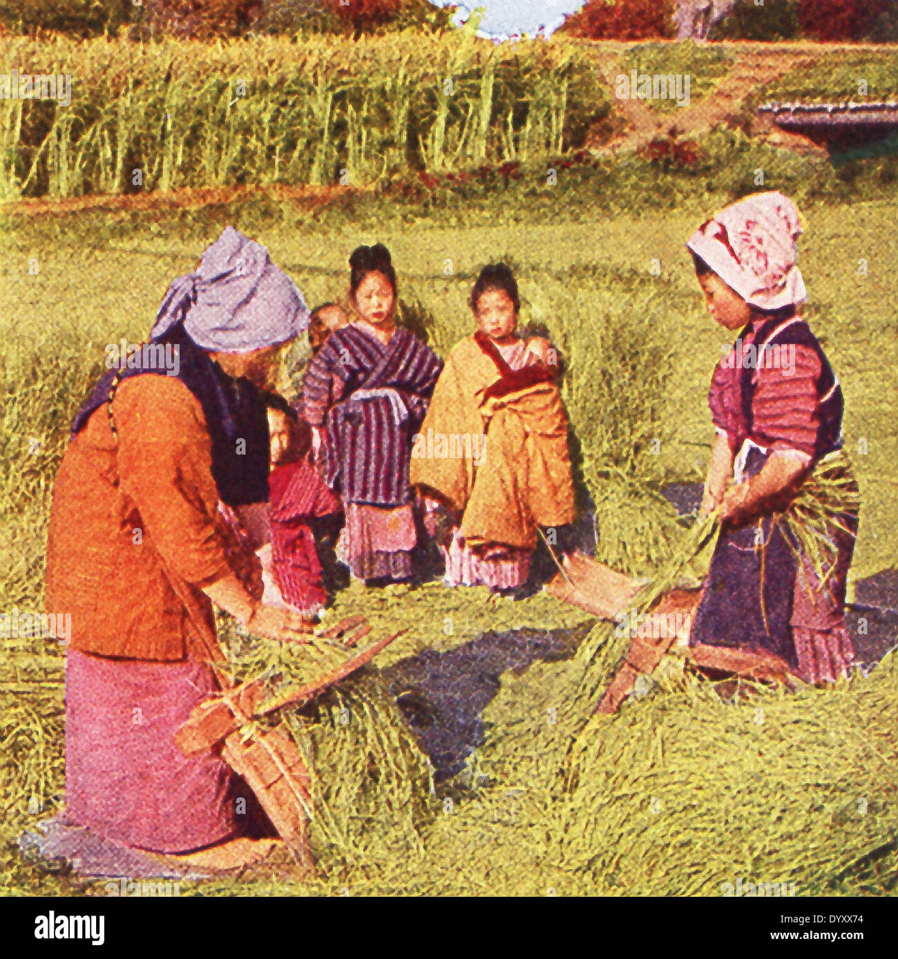 Cette scène au Japon remonte à 1909 et montre que les femmes combinant des graines de lin. Banque D'Images
