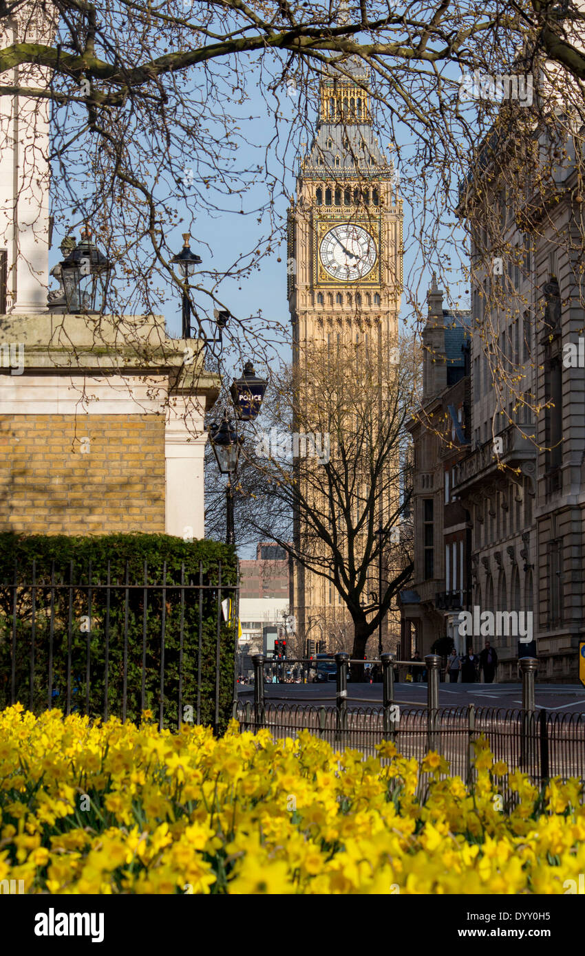 Big Ben Clock Tower de Chambres du Parlement de jonquilles en premier plan au printemps Westminster London England UK Banque D'Images