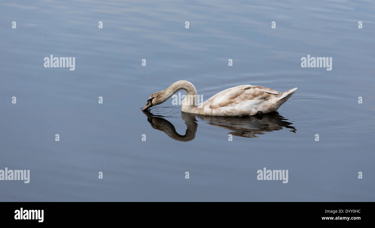 Photo d'une jeune swan l'eau potable Banque D'Images