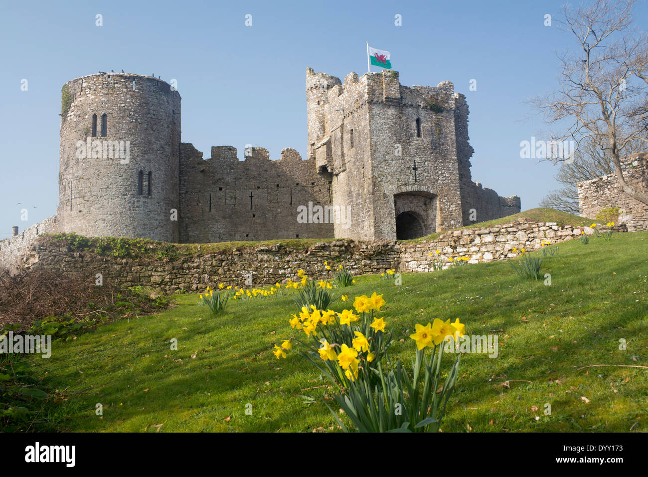 Château de Manorbier au printemps de jonquilles en premier plan l'ouest du pays de Galles Pembrokeshire UK Banque D'Images