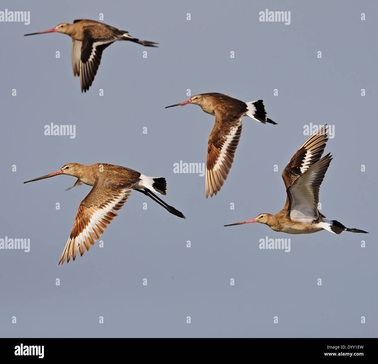Oiseau en vol, de l'Est 4 Barge à queue noire (Limosa) melanuroides, prises en Thaïlande Banque D'Images