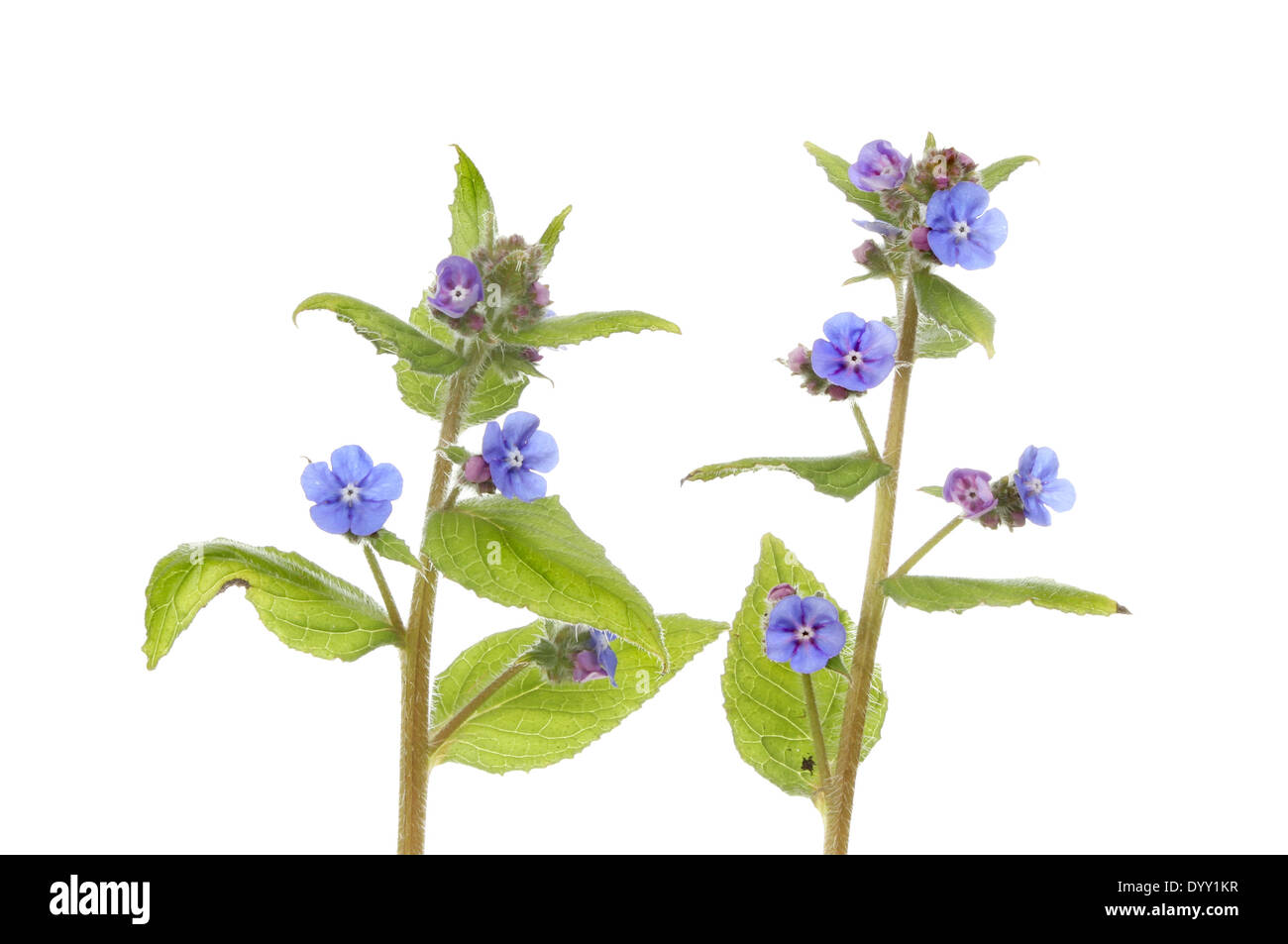 Orcanette vert feuillage et fleurs sauvages isolés contre white Banque D'Images