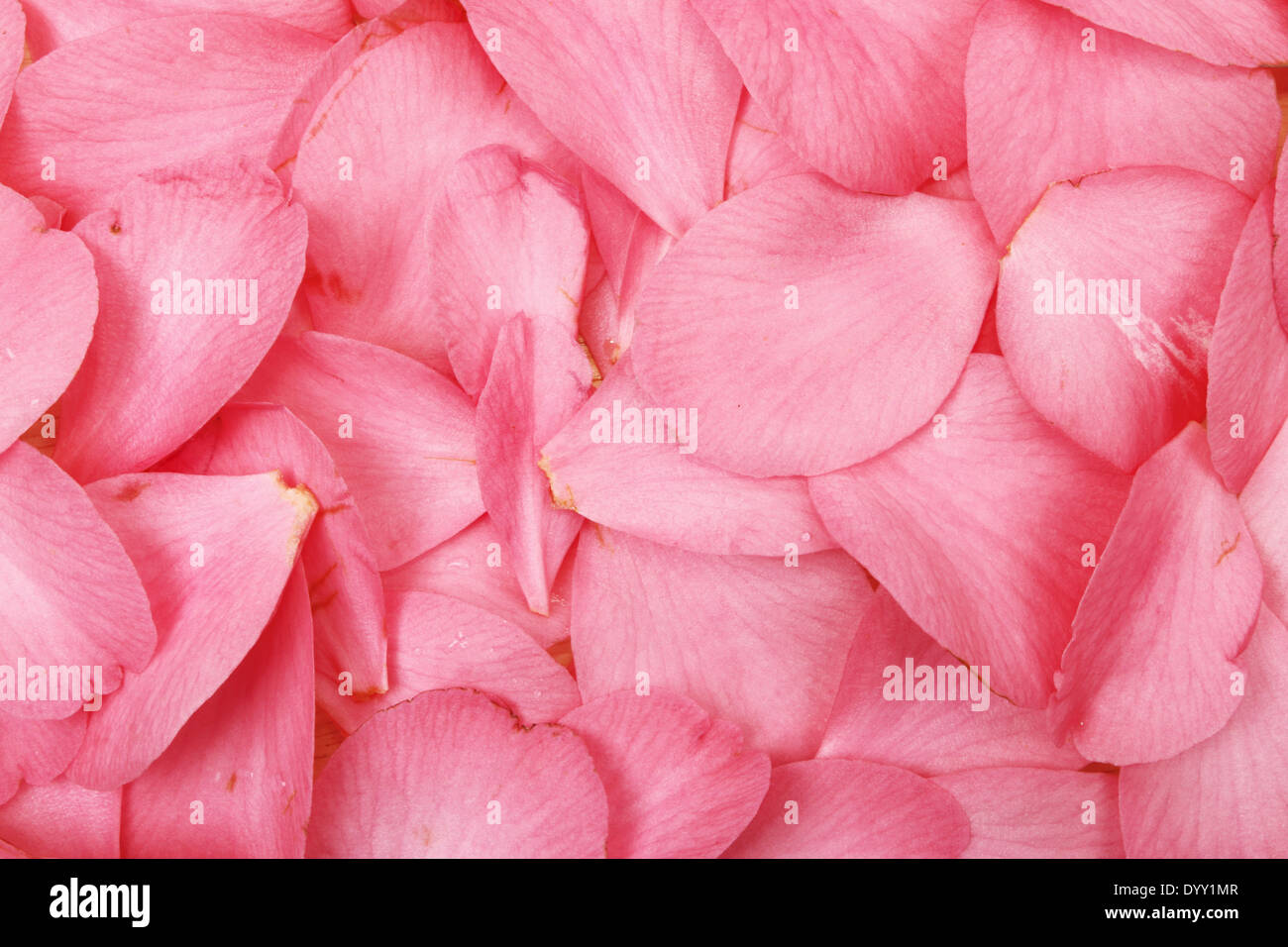 Des pétales de rose en arrière-plan et la texture Banque D'Images
