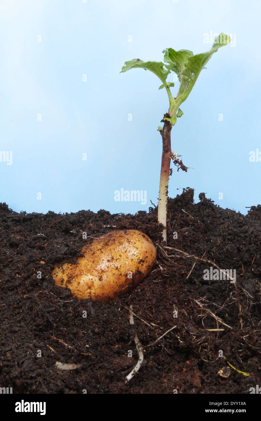 Des tubercules de pommes de terre de germination dans le sol contre un ciel bleu avec des nuages blancs brumeux Banque D'Images