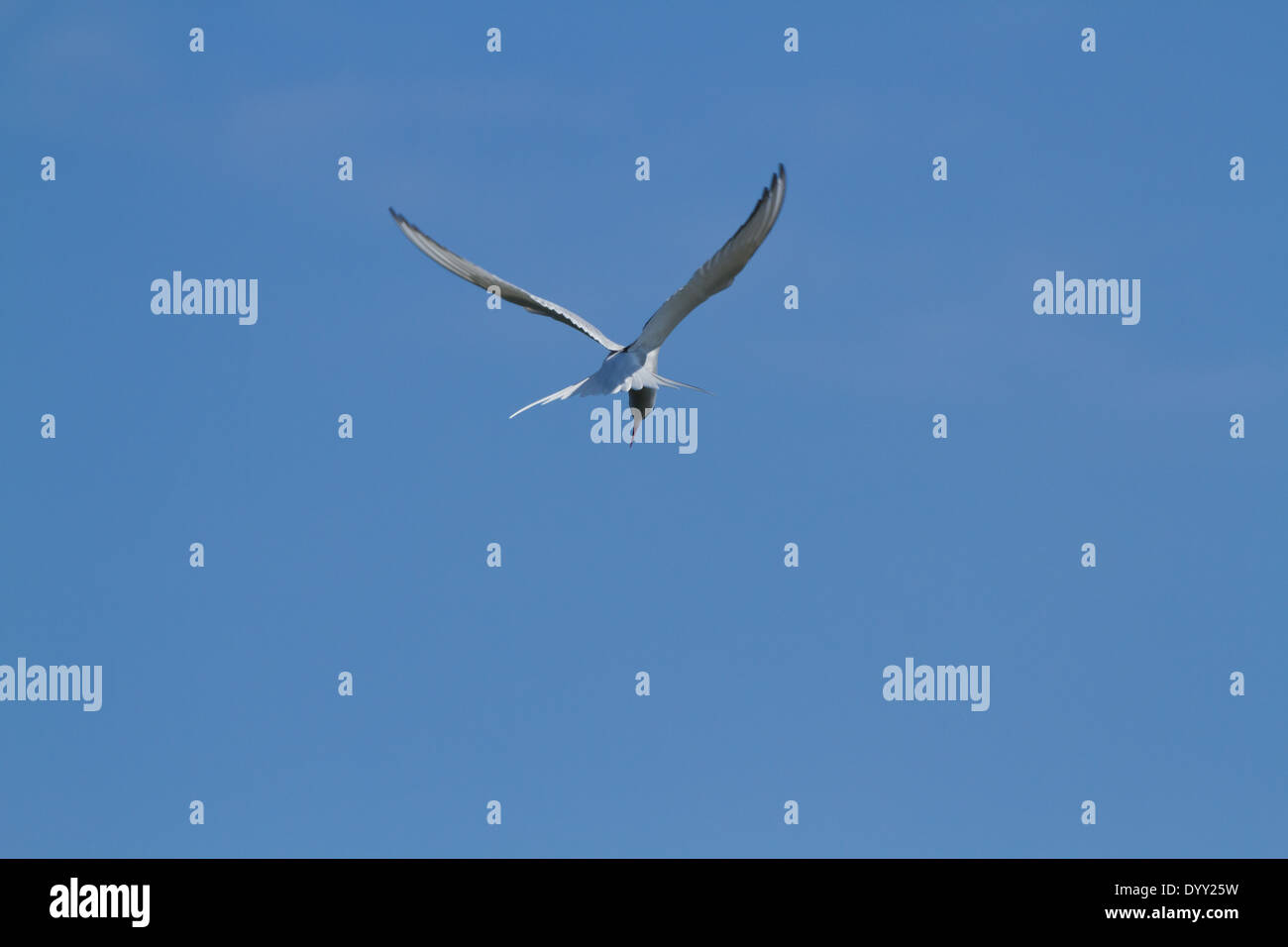 La sterne pierregarin (Sterna hirundo), un oiseau dans la famille des Laridés de sternes, planant. Banque D'Images